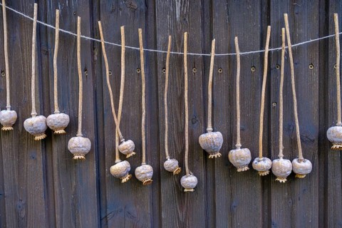 Drying poppy capsules, Waldviertler grey poppy, poppy village Armschlag, Waldviertel, Lower