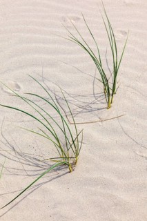 Blade of grass on a sand dune a sunny summer day, Skagen, Denmark, Europe