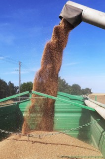 Grain harvest with combine harvester, the grain is unloaded