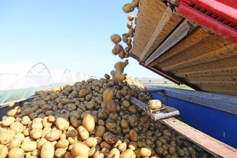 Farmer Hartmut Magin from Mutterstadt harvesting early potatoes in the Palatinate (Mutterstadt,