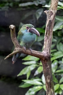 Crimson-rumped toucanet (Aulacorhynchus haematopygus), Walsrode Bird Park, Lower Saxony, Germany,