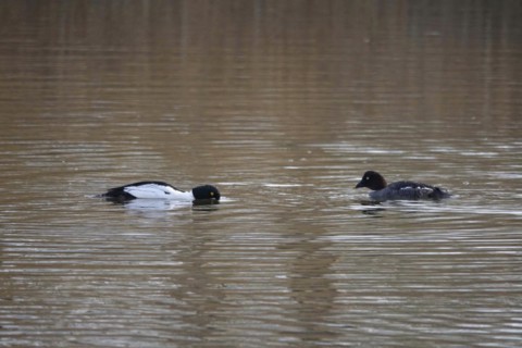 Pair of goldeneyes, March, Lusatia, Saxony, Germany, Europe