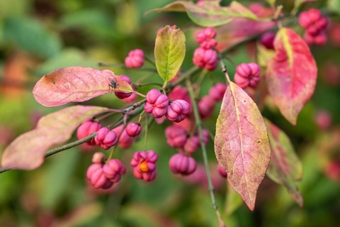 European spindle bush (Euonymus europaeus), Emsland, Lower Saxony, Germany, Europe