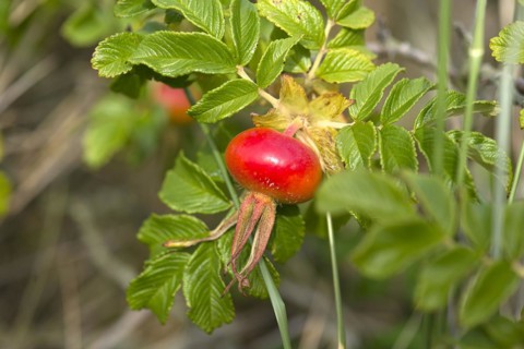 Rose hip of a park rose (Rosa rugosa), Bavaria, Germany, Europe