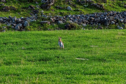A wild rabbit, whose habitat is the remains of the ramparts and walls of the ruins of Graborg