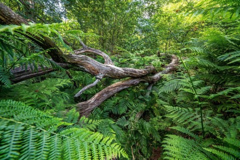 Totoholz und Farne im Sababurg Urwald, also known as Urwald im Reinhardswald, is a 95-hectare