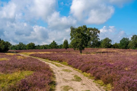 Heather blossom of the broom heather, in the Lüneburg Heath nature reserve, Lower Saxony, Germany,