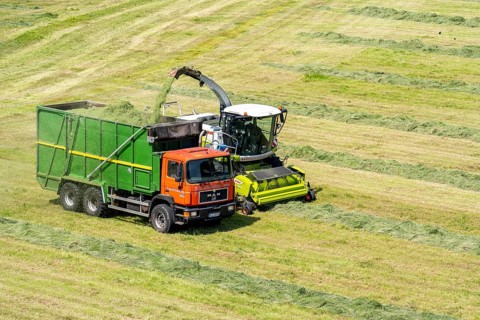 Hay harvest, on a Rhine meadow near Duisburg-Beeckerwerth, a forage harvester picks up the cut