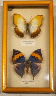 Mounted tropical butterflies in display case Cymothoe Beckeri from Uganda Africa, Kallima Inachus