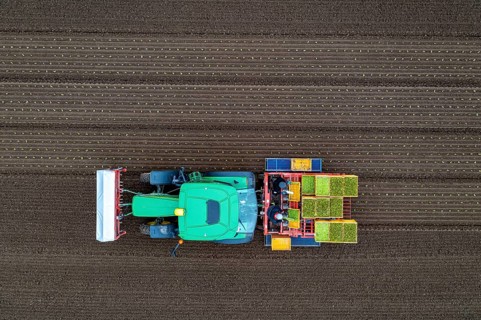 Lettuce plants are planted with a planting machine, Agriculture, Spring