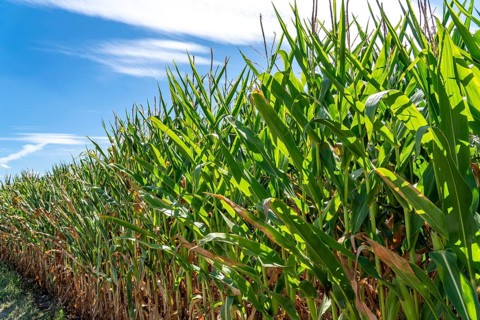Maize field, forage maize