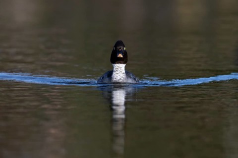 Common goldeneye (Bucephala clangula), Sweden, Europe