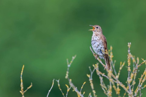 Song thrush (Turdus philomelos), Lower Saxony, Germany, Europe