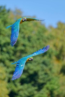 Blue and yellow macaw (Ara ararauna) in flight, captive, Lower Saxony, Germany, Europe