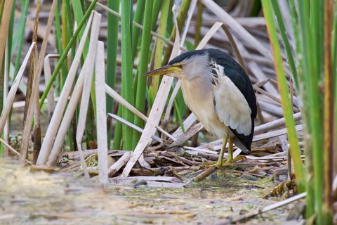 Little Bittern (Ixobrychus minutus), Crete, Greece, Europe