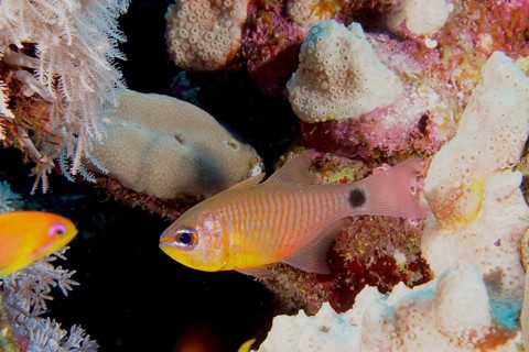 Orange-banded cardinalfish (Taeniamia fucata) (Archamia fucata), dive site House Reef, Mangrove