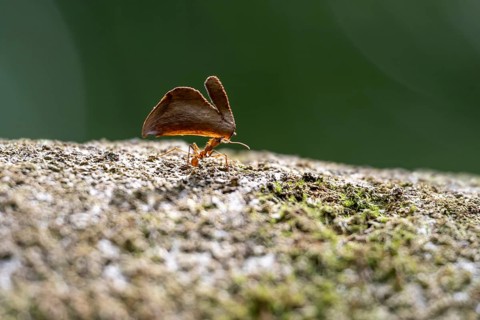 Leaf-cutter ant (Atta cephalotes) carrying a piece of leaf, Corcovado National Park, Osa Peninsula,