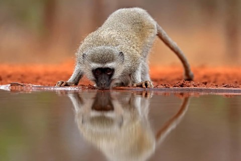 Vervet Monkey (Chlorocebus pygerythrus), adult, drinking, at the water, Kruger National Park,