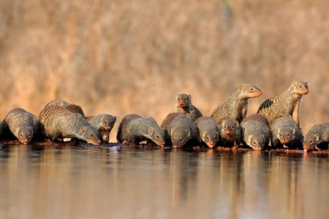 Zebra mongoose (Mungos mungo), adult, group, at the water, drinking, Kruger National Park, Kruger