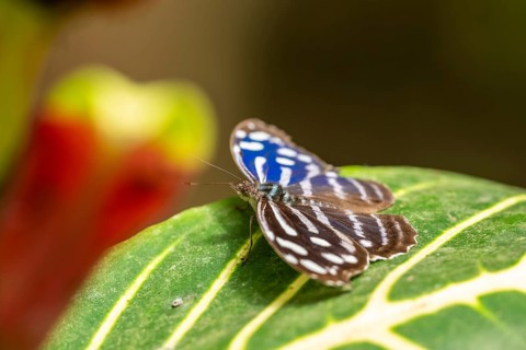 Spotted fritillary (Myscelia cyaniris), blue and white butterfly sitting on a leaf, Alajuela