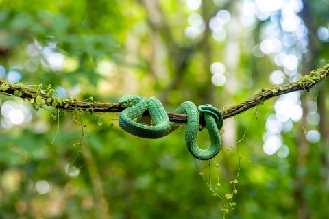 Bothriechis lateralis (Bothriechis lateralis), sitting on a branch, Heredia province, Costa Rica,