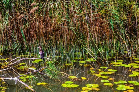 Natural paradise and national park Lake Scutari, the largest lake on the Balkan Peninsula between