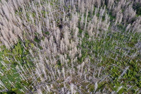 Aerial photo of dead spruces, due to infestation by bark beetles, Oderbrück, 19/07/2020