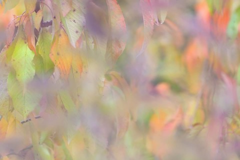 Colourful autumn leaves, wild cherry (Prunus avium), impressionistic, Moselle,