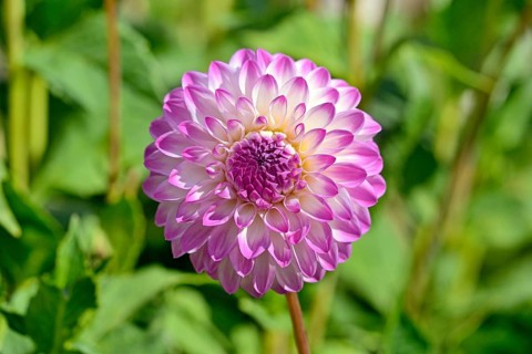 Decorative dahlias (Dahlia), Martina variety, white and pink flower, North Rhine-Westphalia,