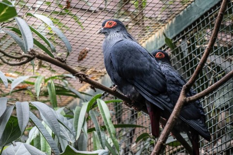 Madagascar blue pigeon (Alectroenas madagascariensis), Vogelpark Walsrode, Lower Saxony, Germany,