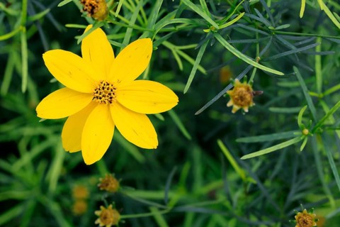 Whorled-leaved tickseed (Coreopsis verticillata), flowering, Elllerstadt, Germany, Europe