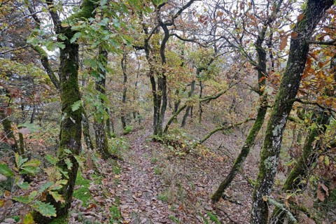 Narrow hiking trail leads over a mountain ridge, gnarled deciduous trees with autumn leaves,