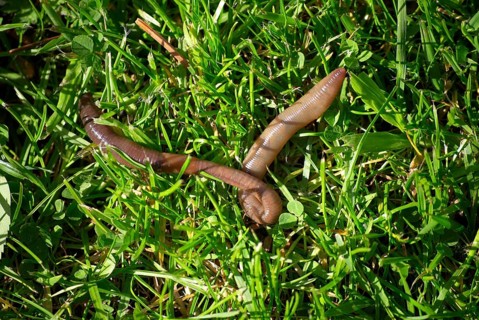 Earthworm in grass, Lumbricus Terrestris