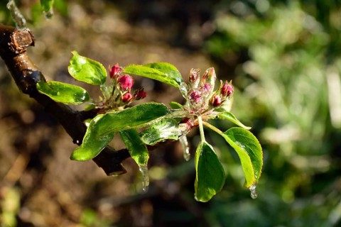 Hamburg, Altes Land, Obstplantage, Frostschutz