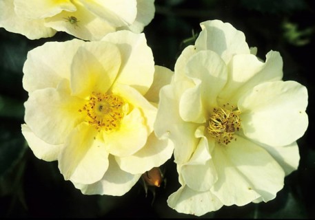 Plants, Flowers, Yellow rose, Blossom, Detail, Close, Macro, Close up, pink, Peonies, Plant,