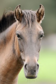 Dülmen wild horse, portrait, Merfelder Bruch, Dülmen, North Rhine-Westphalia, Germany, Europe