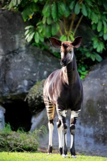 Okapi (Okapia johnstoni), adult alert, Africa, captive