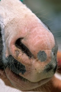 Horse mouth, sunburn