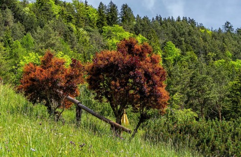 Red flowering wig bush in a meadow, cotinus coggygria, Bavaria, Germany, Europe