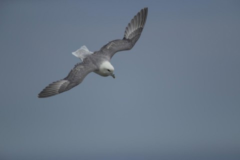 Northern Fulmar (Fulmarus glacialis) adult bird in flight, Yorkshire, England, United Kingdom,