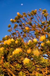 Landscape S¸dafrika, scenery South Africa, sugar bushes, protea, silver tree, cape rose, feather