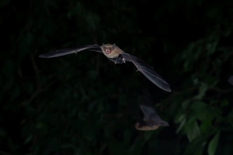 Common pipistrelle (Pipistrellus pipistrellus) hunting insects in front of deciduous forest,