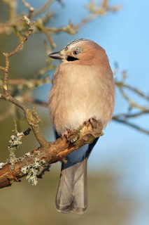 A jay (Garrulus glandarius), sitting on a branch against a blue sky, Odenwald, Hesse, Germany,
