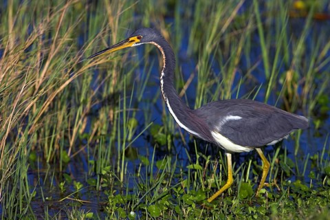 Tricolored heron (Egretta tricolor), foraging, Viera Wetlands, Sanibel Island, Florida, USA, North