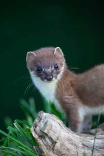 European stoat (Mustela erminea) adult animal portrait, United Kingdom, Europe
