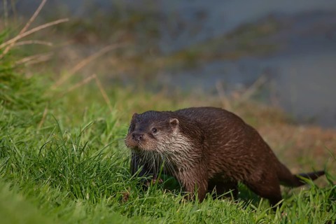 European otter (Lutra lutra) adult animal on a river bank, United Kingdom, Europe