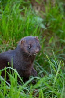European or American mink (Neovison vison) adult animal in grassland, United Kingdom, Europe