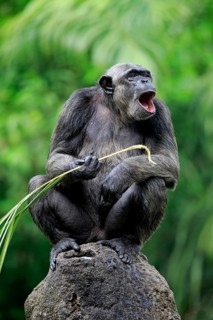 Chimpanzee (Pan troglodytes troglodytes), adult female, used, calling tool, termite mound