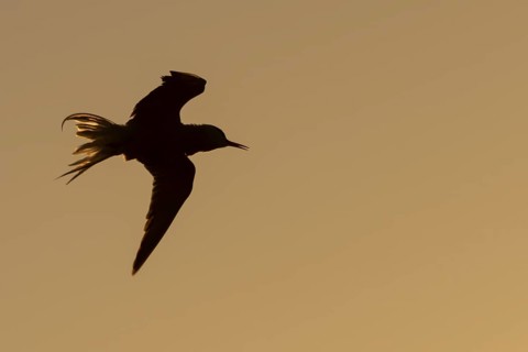 Little tern (Sternula albifrons) adult bird shaking in flight as it washs itself at sunset,