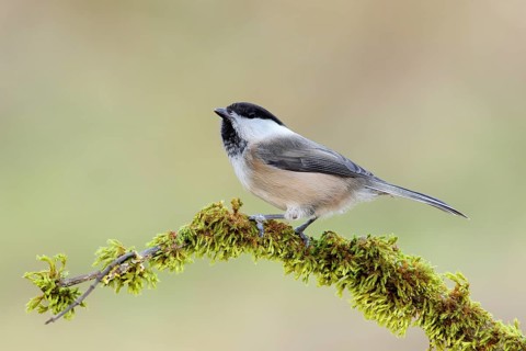 Willow Tit (Parus montanus), sitting on a branch covered with moss, animals, birds, Siegerland,